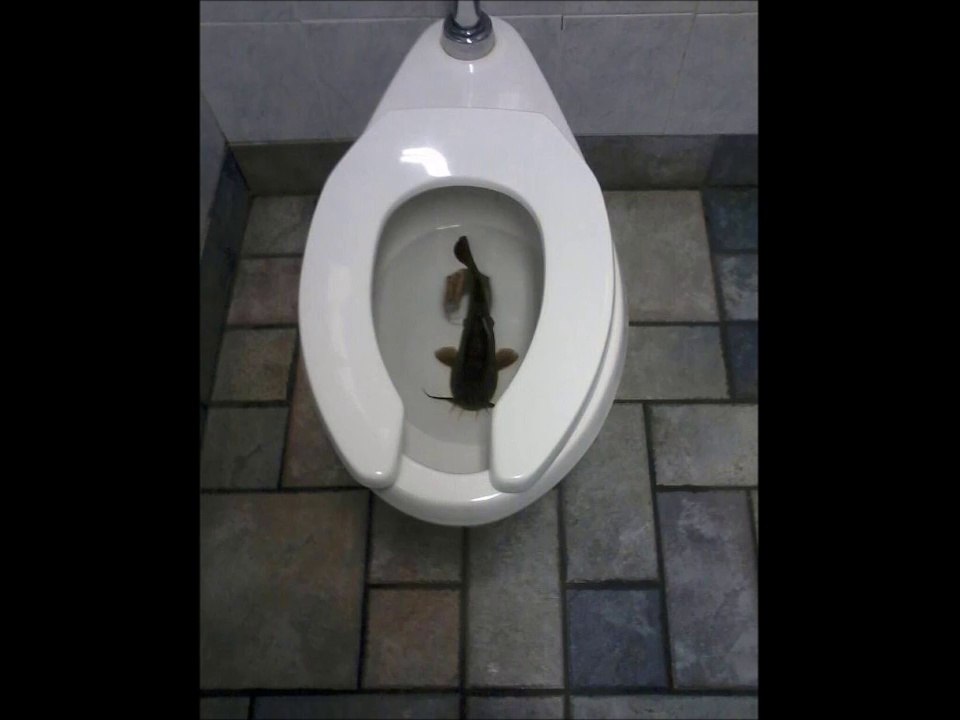 Photos incompréhensibles prises dans les toilettes : best of WTF