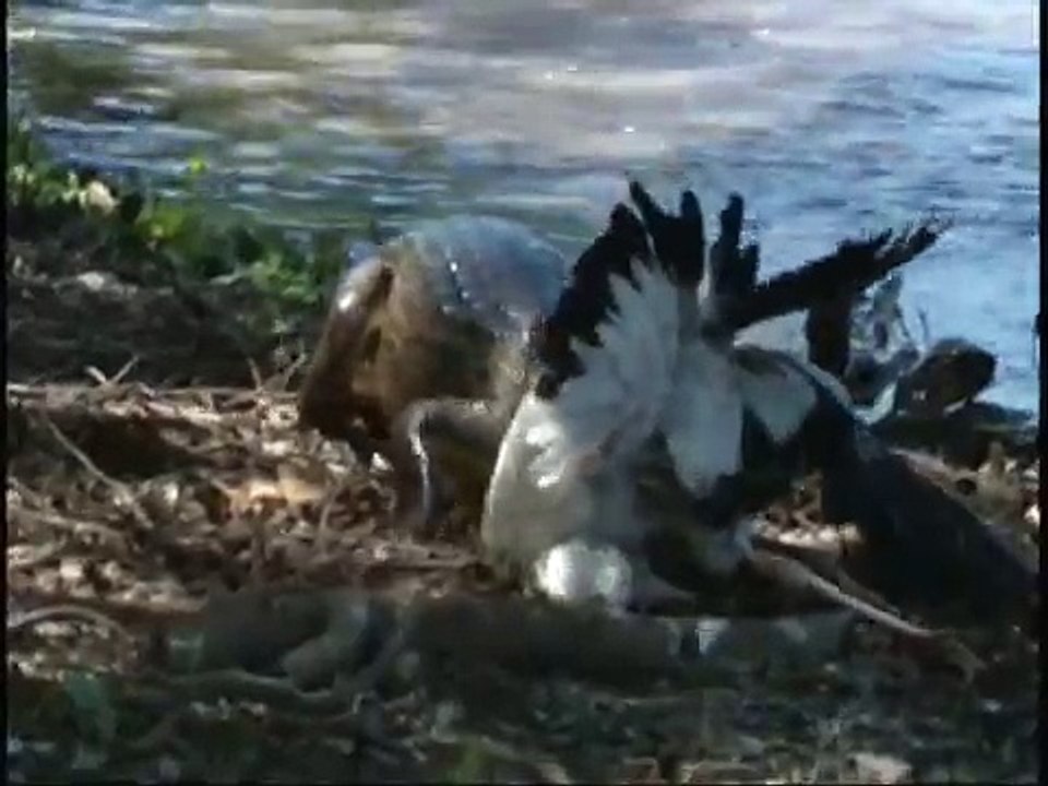 NOM NOM NOM NOM NOM NOM NOM