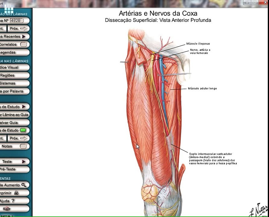 Anatomia Humana: Músculos da coxa.
