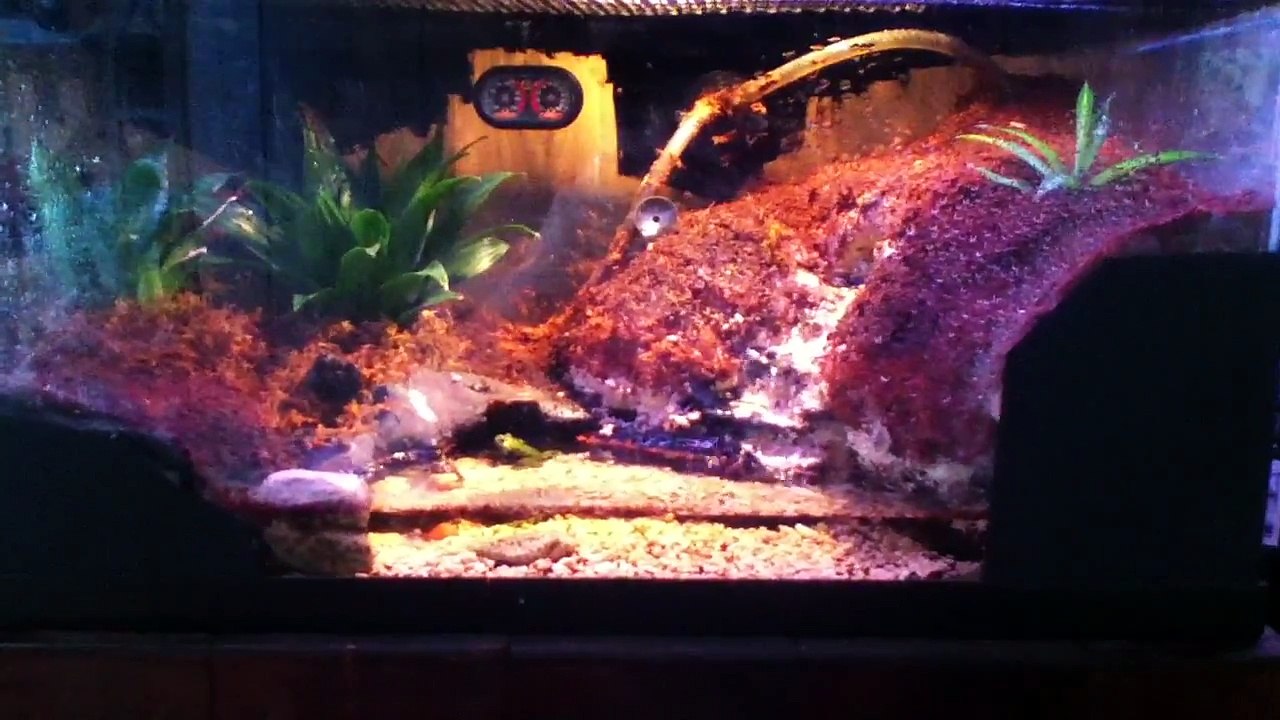 DIY Vivarium Update