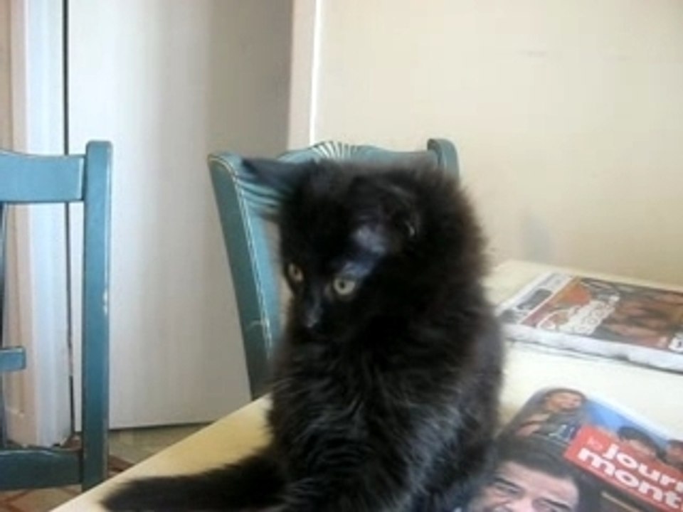 Smack That Cat!