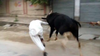 Bull fight At Usman Palaza  Gujrat