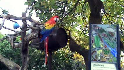 Parrot says the F word