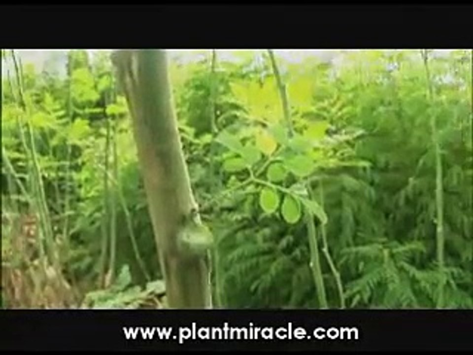 Moringa Oleifera - The Miracle Tree