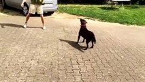 Le chien le plus con du monde(funny chien,balle tennis ombre)