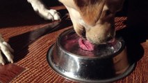 Labrador Drinking Water Super Smooth And Slow