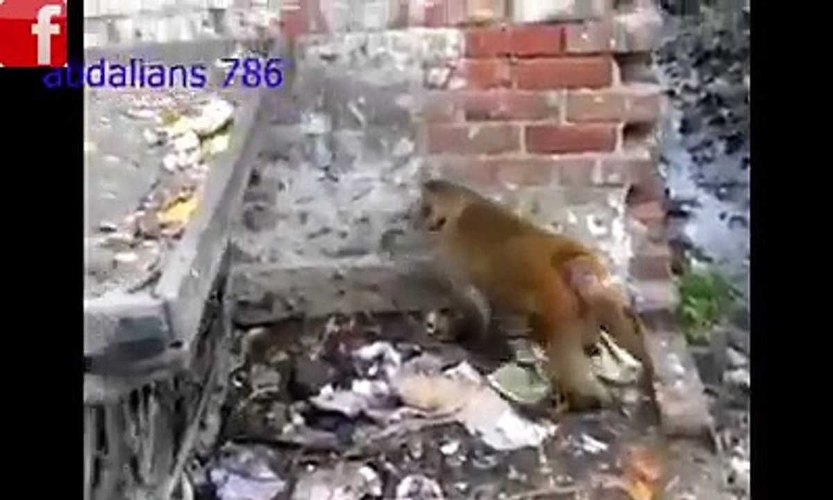 bander te kutta