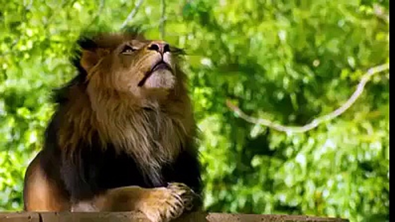 Miracle Lion speaking Allah
