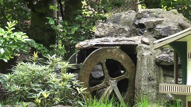 Meerschweinchen im Tierpark Hagenbeck