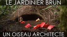 Le Jardinier brun, un étrange oiseau collectionneur d'objets