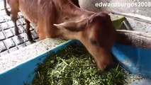 Vacas Lecheras Terneros Recien Nacidos
