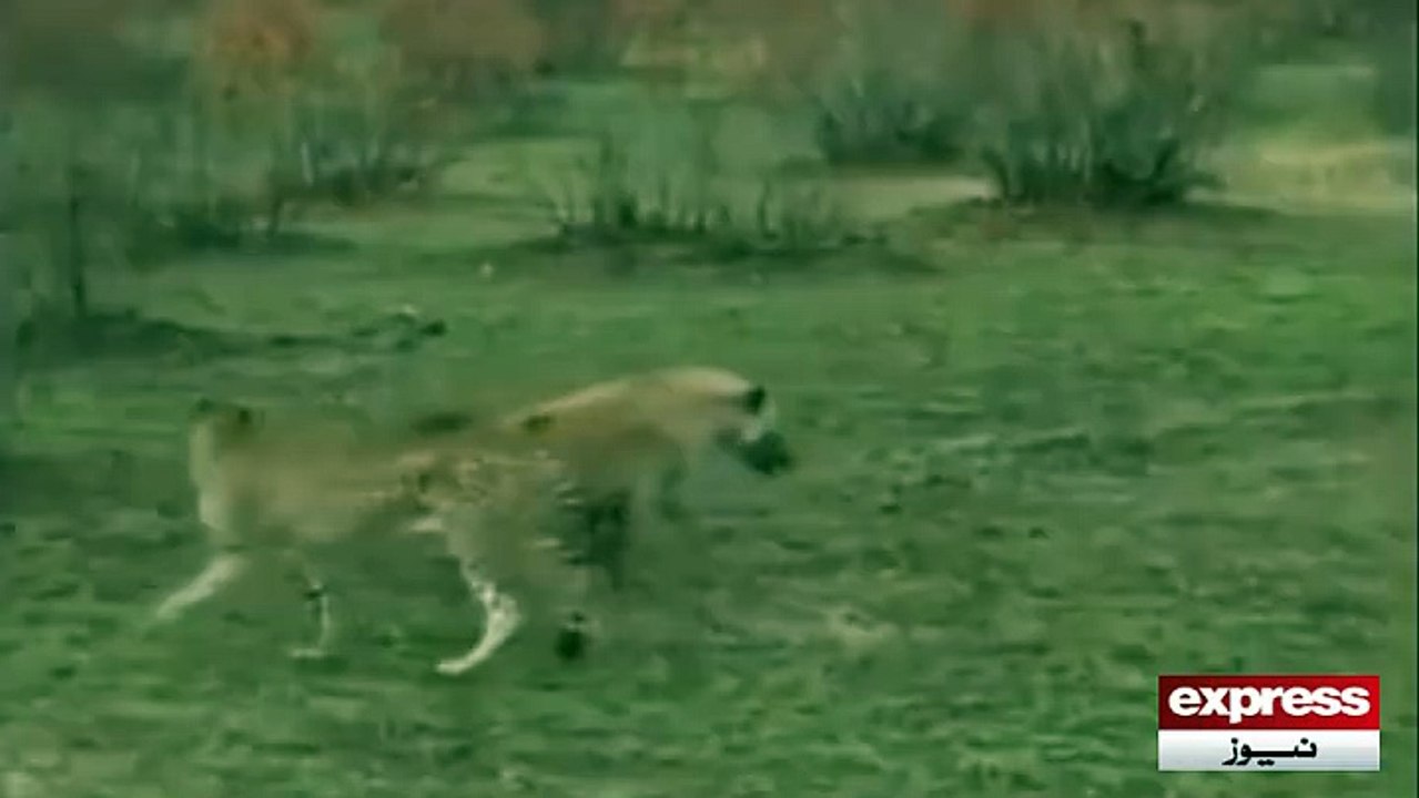 Genius fox, You have ever seen