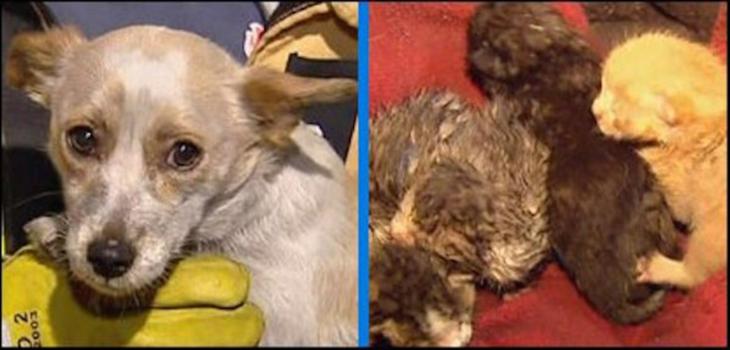 Ce chien risque sa vie pour sauver quatre chatons