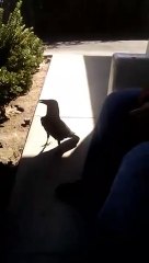 Un corbeau insulte un homme qui l’embête!