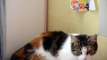 Frimousse en 4K - Mon Chat en 4K - My Cat - My Pets - Animaux - Relax - Cute Cat in 4K