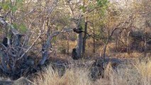 Baboons picking and eating ticks of each other while young play