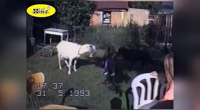 Funny Animals Videos Funny Animals Compilation Crazy Goats Gone Wild