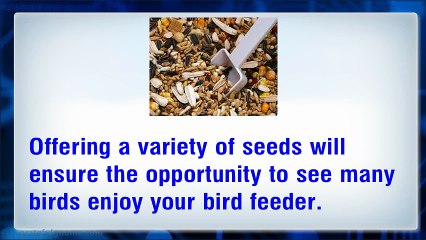 Attract Birds To Your House Using A Window Bird Feeder