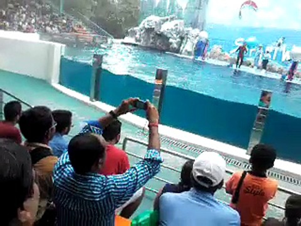 Dolphin Show in Safari World Bangkok