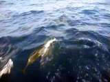 Sri Lanka,ශ්‍රී ලංකා, dolphins racing beside a fishing boat (01)
