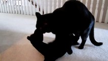 Bombay cat, Lucy is obsessed with stuffed animal horse