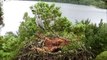 Grey Heron on Loch of the Lowes osprey nest Augsut 2014