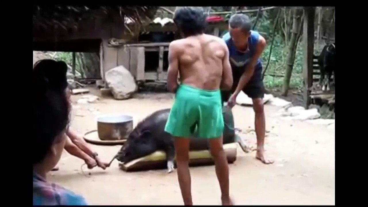 باہر کے ملکوں میں سور کیسے مارا جاتا ہے