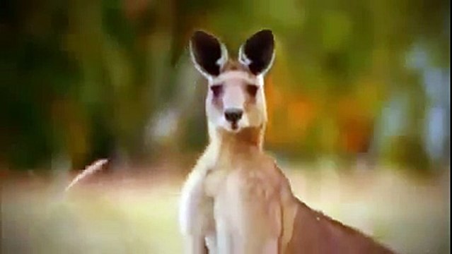 Documentary Film 2015 | Wild Japan Nature, Nat Geo Wild 2015 , National Geographic HD