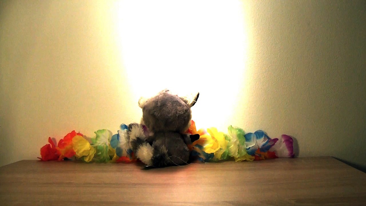 Katta DerLemur Harlem Shake 2013