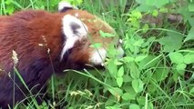 クローバーを食べるレッサーパンダ