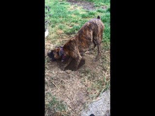 Boxer super excited about digging hole