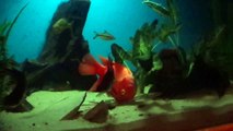 Blood Red parrot cichlid fish.. IS PLAYING DEAD!?? Lol!! :)
