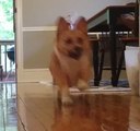 Gus the Corgi Comes Running for His Toy