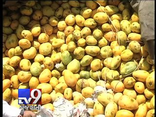 Download Video: 17 tonnes of chemically ripened mangoes seized,  Rajkot - Tv9 Gujarati