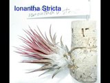 Tillandsia Ionantha Bromeliads - Fuego, Stricta, Druid, Van Hyningii & Large Mexican