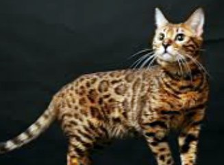 kedi maması tavsiye
