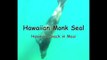 Hawaiian Monk Seal Eats Moray Eel