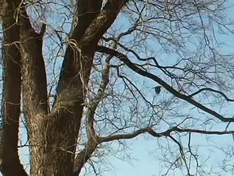 Crows attack Red-tailed Hawks