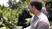 Close Encounter in Rwanda with a silverback gorilla