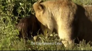 Lion adopt the baby calf & training him like his own baby - new 2015