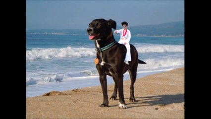 Top 10 of the funniest and best Photoshop editings!