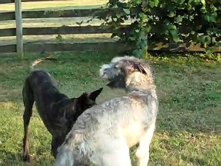 Great Dane vs. Irish Wolfhound