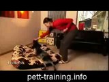 Puppy Training - Train Your Puppy to Walk!