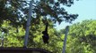 Verhuizing Siamang  | Burgers' Zoo Natuurlijk | Arnhem