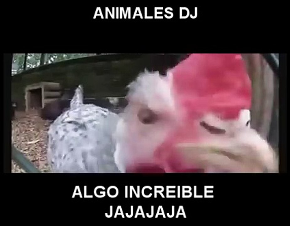 Animales DJ ¡increible!