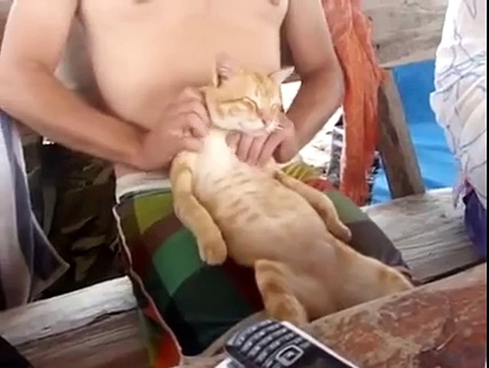kedinin masaj keyfi