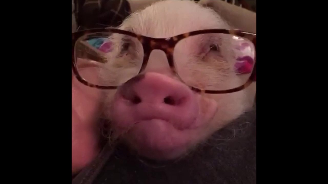 Best Videos of The Day #14 - Mister Buzz - FAILS, CRASH, VINES, LOL, WTF, THUG, CUTE ANIMALS and more....