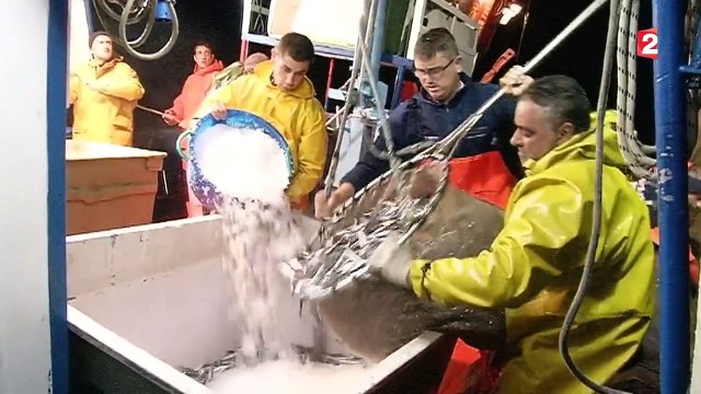 La pêche aux anchois fait le bonheur des Italiens