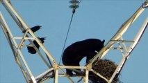 Un ours escalade un pylône électrique pour manger les œufs d'un nid de corbeaux