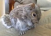 NFL Draft Nerves Cause Baby Squirrel to Stress Eat